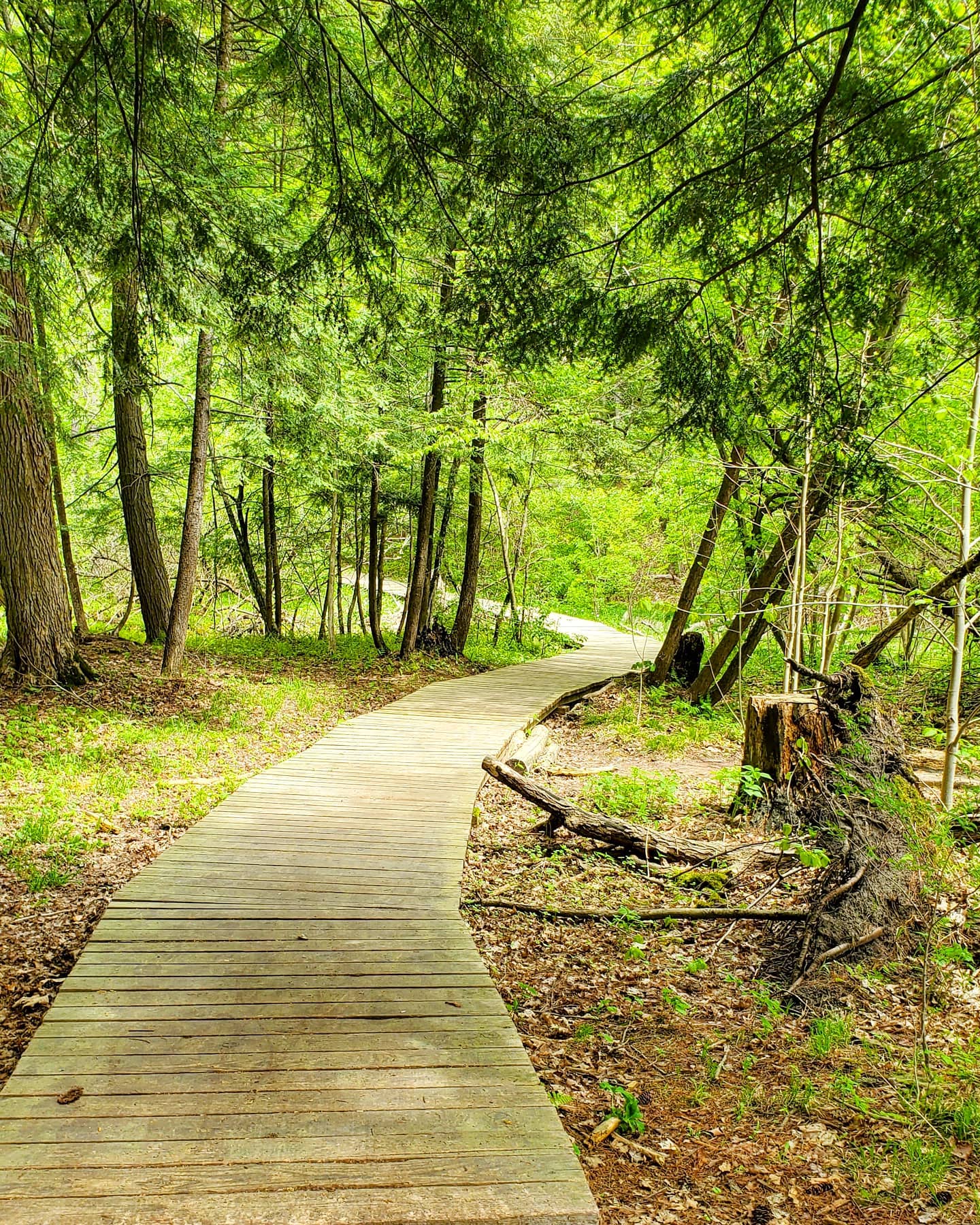 A wooden path through a green forest